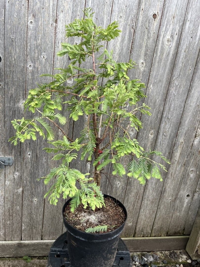 Metasequoia glyptostroboides - Dawn Redwood 'Hamlet's Broom'