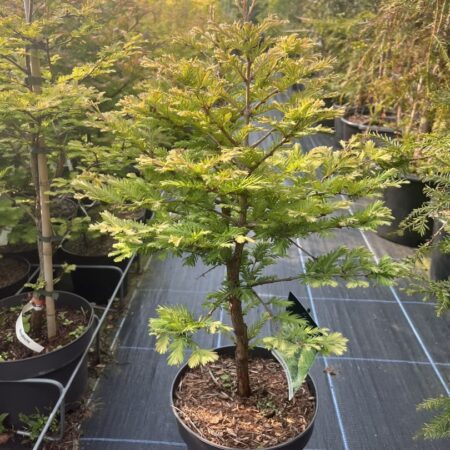 Metasequoia glyptostroboides - Dawn Redwood 'Schirrmann's Nordlicht'