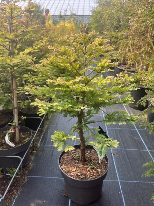 Metasequoia glyptostroboides - Dawn Redwood 'Schirrmann's Nordlicht'