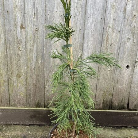Sequoiadendron giganteum - Giant Redwood 'Pendulum'