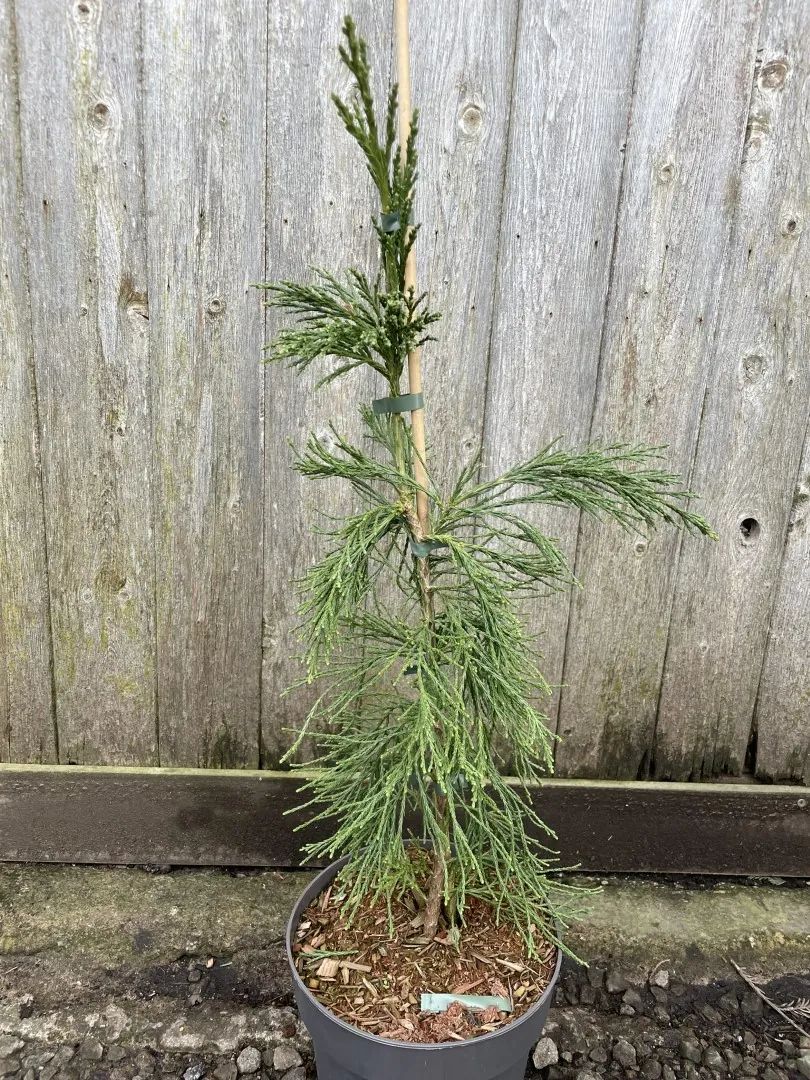 Sequoiadendron giganteum - Giant Redwood 'Pendulum'