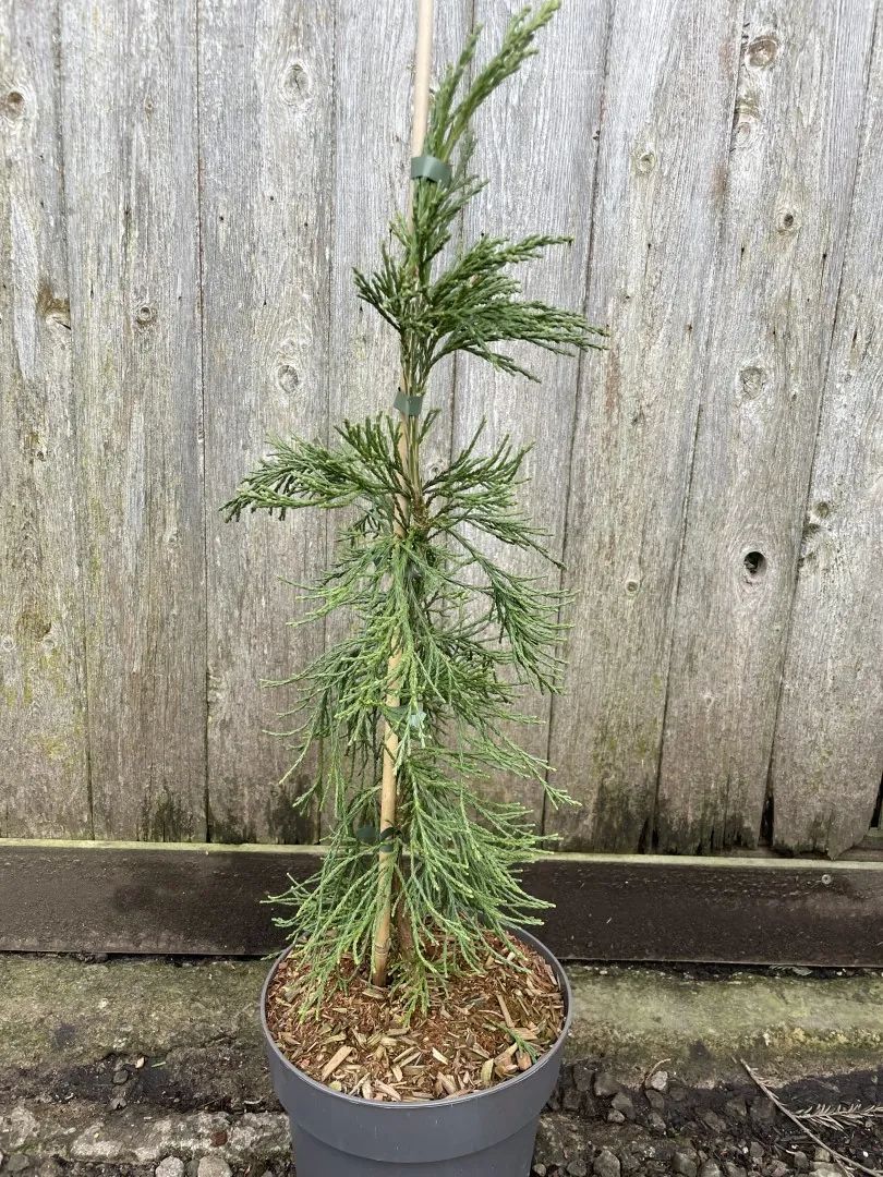Sequoiadendron giganteum - Giant Redwood 'Pendulum'