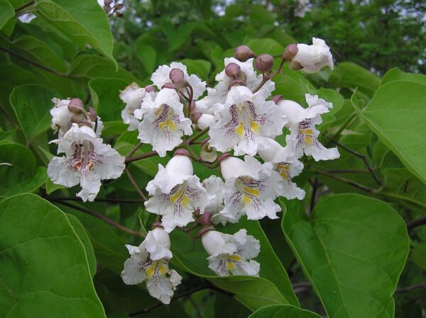 Catalpa bignonioides - Indian Bean Tree Seeds