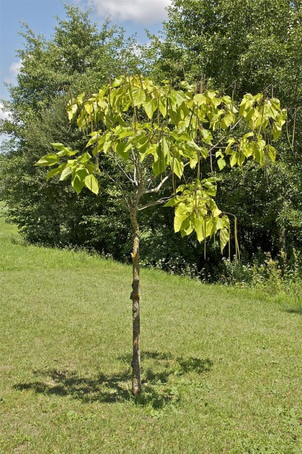 Catalpa bignonioides - Indian Bean Tree Seeds