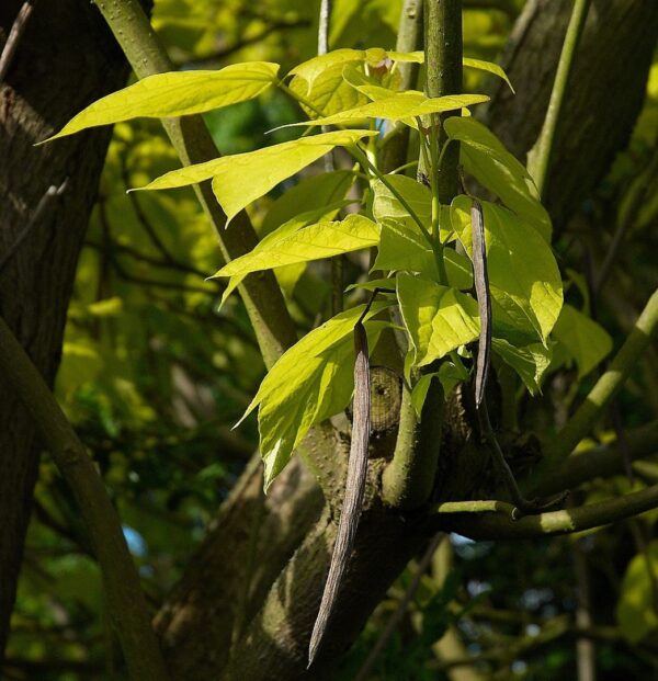 Catalpa bignonioides - Indian Bean Tree Seeds