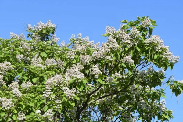 Catalpa bignonioides - Indian Bean Tree Seeds