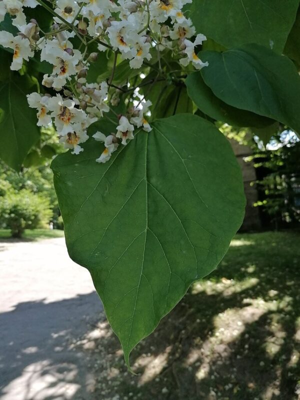 Catalpa bignonioides - Indian Bean Tree Seeds