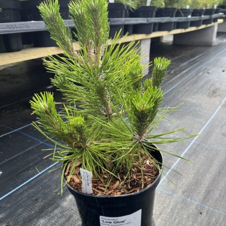 Pinus densiflora - Japanese red pine 'Low Glow' (2L)