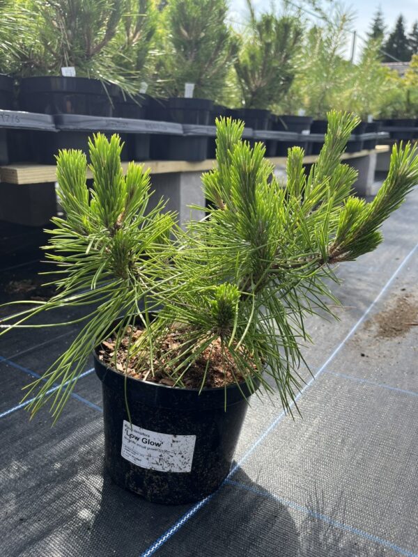 Pinus densiflora - Japanese red pine 'Low Glow' (2L)
