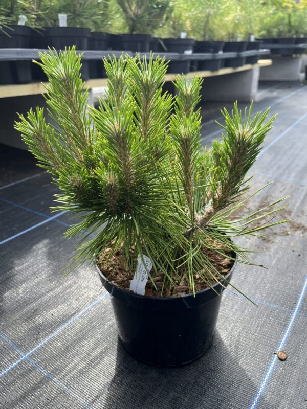 Pinus densiflora - Japanese red pine 'Low Glow' (2L)