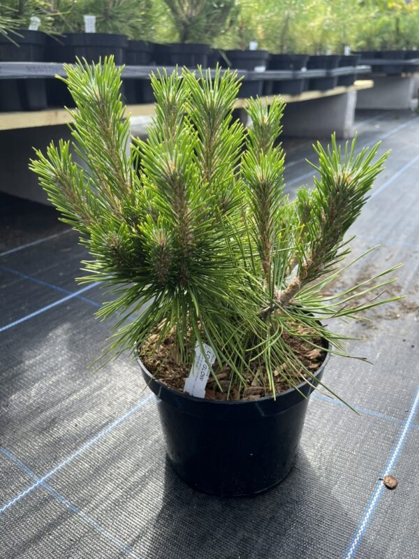Pinus densiflora - Japanese red pine 'Low Glow' (2L)