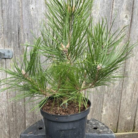 Pinus densiflora-Japanese red pine 'Low Glow'