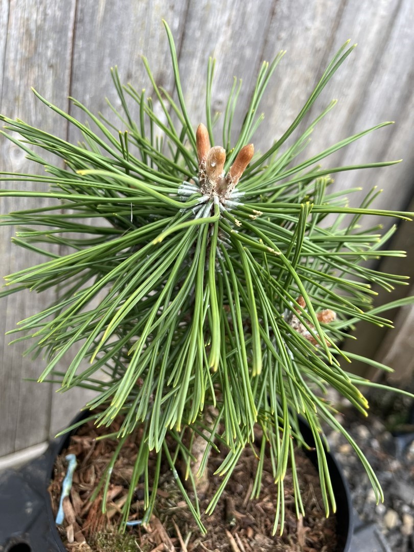 Dwarf Mountain Pine 'Benjamin' (2L) - Image 2