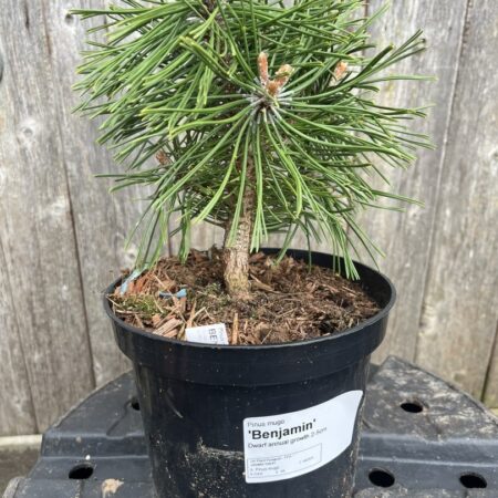 Pinus mugo - Dwarf Mountain Pine 'Benjamin'