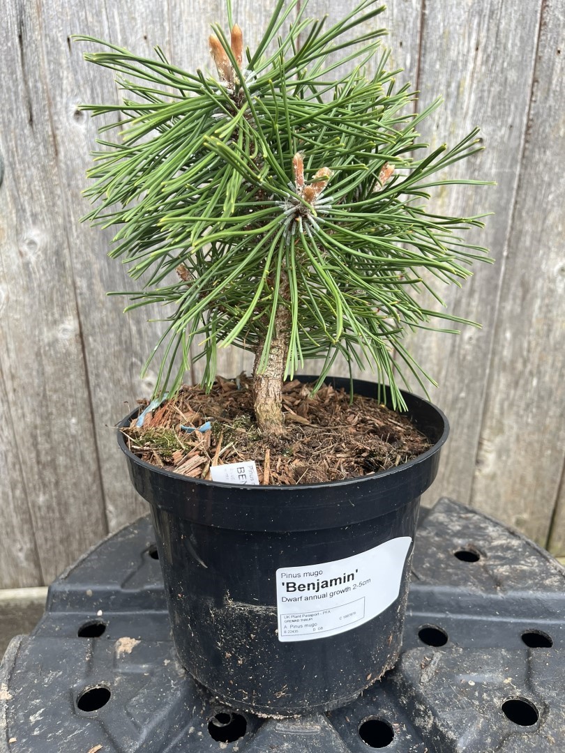 Pinus mugo - Dwarf Mountain Pine 'Benjamin'
