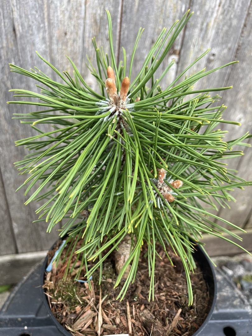 Pinus mugo - Dwarf Mountain Pine 'Benjamin'