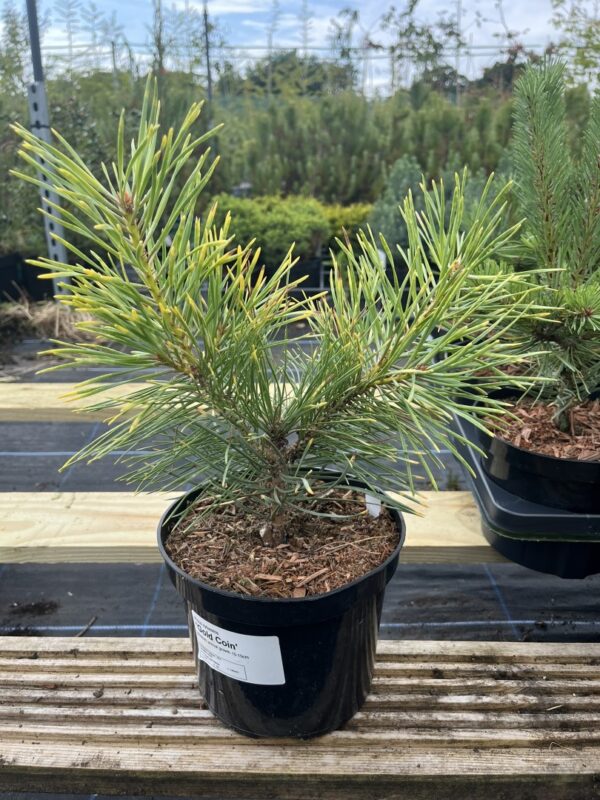 Pinus sylvestris - Scots pine 'Gold Coin' 20/40cm (2L)