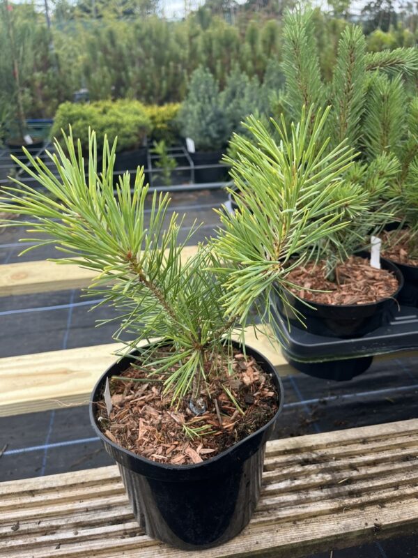 Pinus sylvestris - Scots pine 'Gold Coin' 20/40cm (2L)