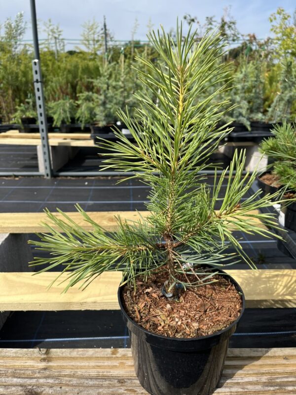 Pinus sylvestris - Scots pine 'Gold Coin' (2L)