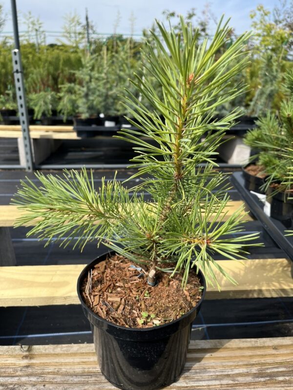 Pinus sylvestris - Scots pine 'Gold Coin' (2L)