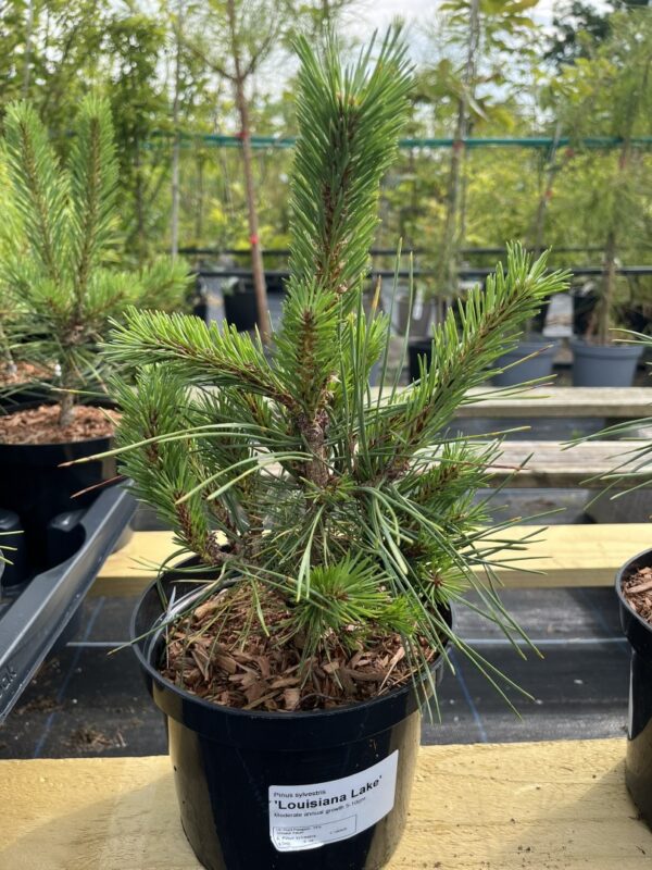 Scots pine 'Louisiana Lake' (2L) - Image 2
