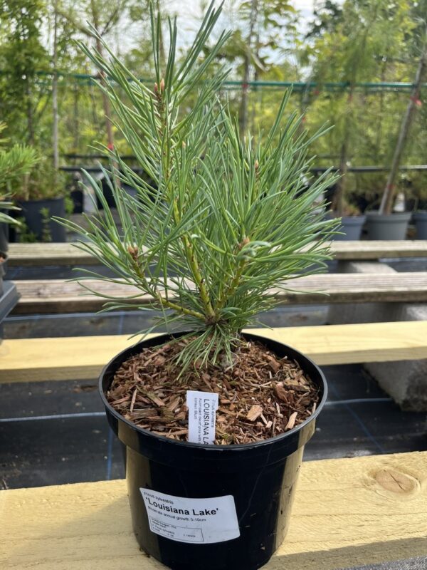 Pinus sylvestris- Scots pine 'Louisiana Lake' (2L)