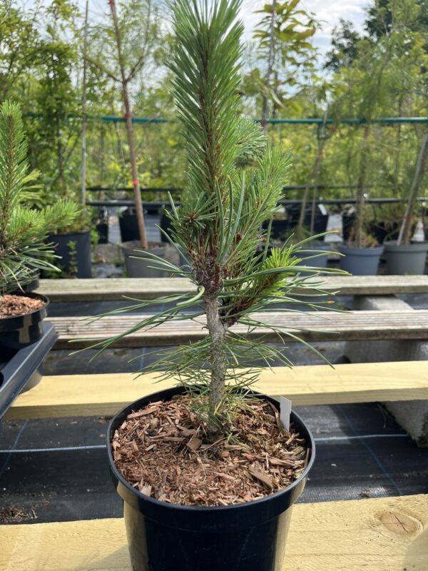 Pinus sylvestris- Scots pine 'Louisiana Lake' (2L)