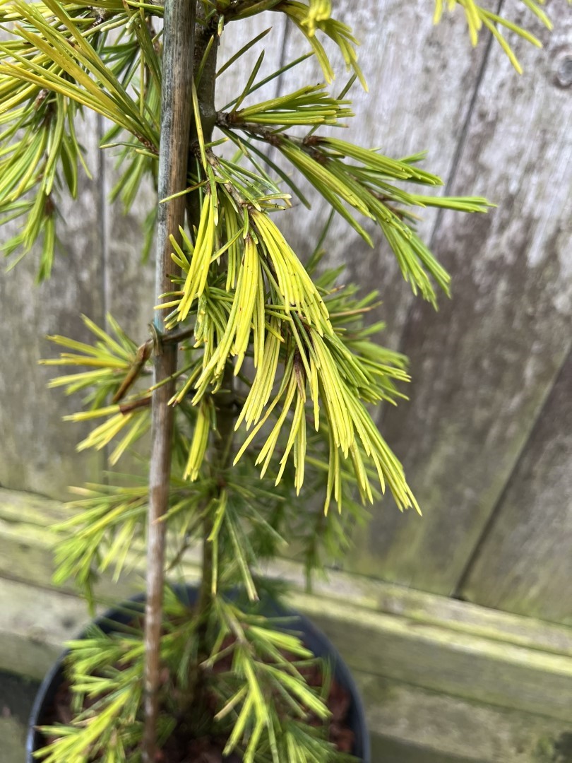 Cedrus deodara - Deodar Cedar 'Aurea'