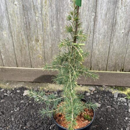 Cedrus libani - Cedar of Lebanon Tree 20/40cm (3L)