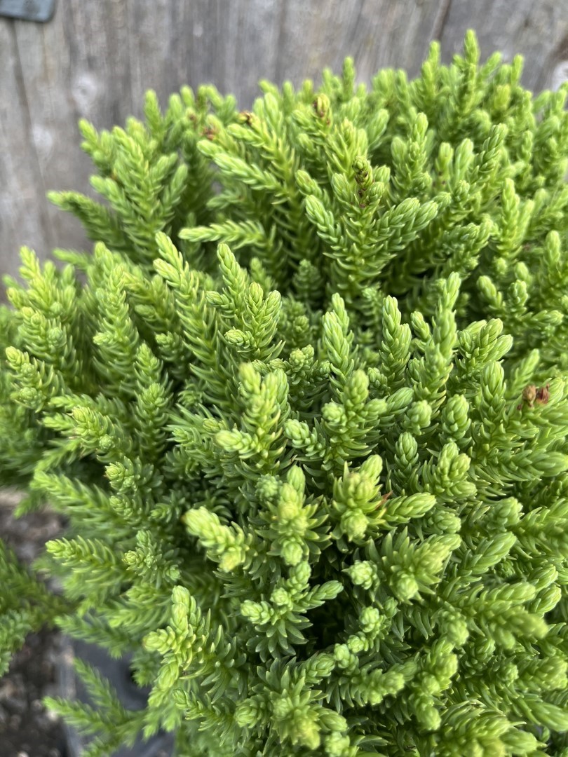 Cryptomeria japonica - Japanese Red Cedar 'Hide'