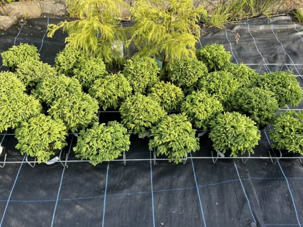 Cryptomeria japonica - Japanese Red Cedar 'Hide'