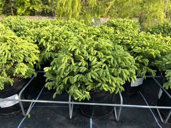 Cryptomeria japonica - Japanese Red Cedar 'Hide'