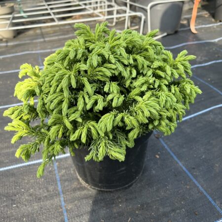 Cryptomeria japonica - Japanese Red Cedar 'Hide'