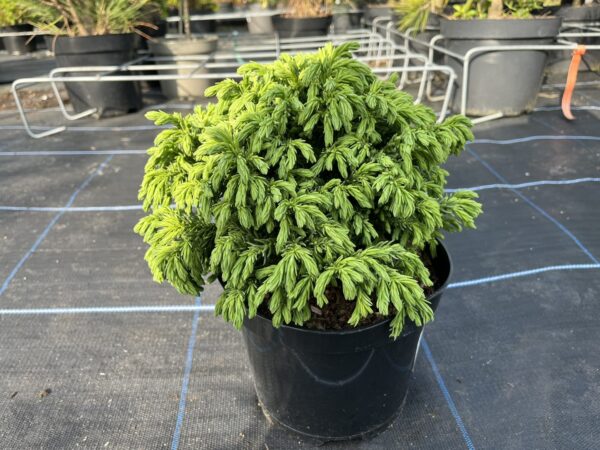 Japanese Red Cedar 'Hide' 10/20cm (3L) - Image 3
