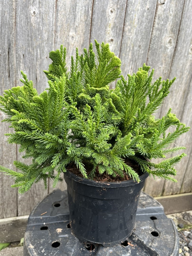Cryptomeria japonica - Japanese Red Cedar 'Serama'