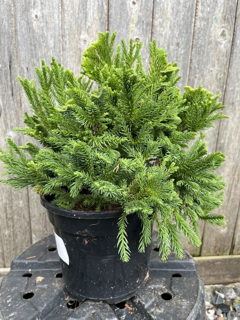 Cryptomeria japonica - Japanese Red Cedar 'Serama'