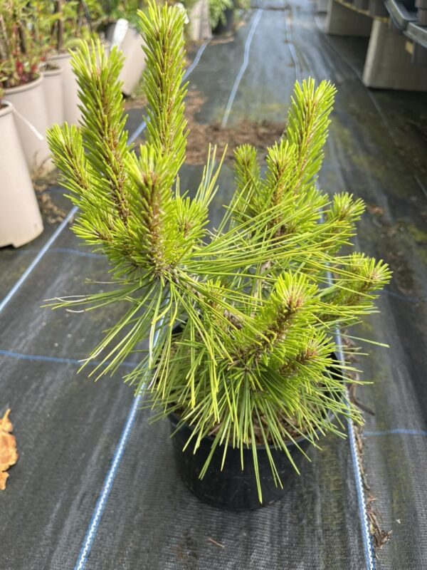 Pinus densiflora - Japanese Red Pine 'Haybud' 20/40cm (2L)