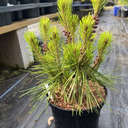 Pinus densiflora - Japanese Red Pine 'Haybud' 20/40cm (2L)