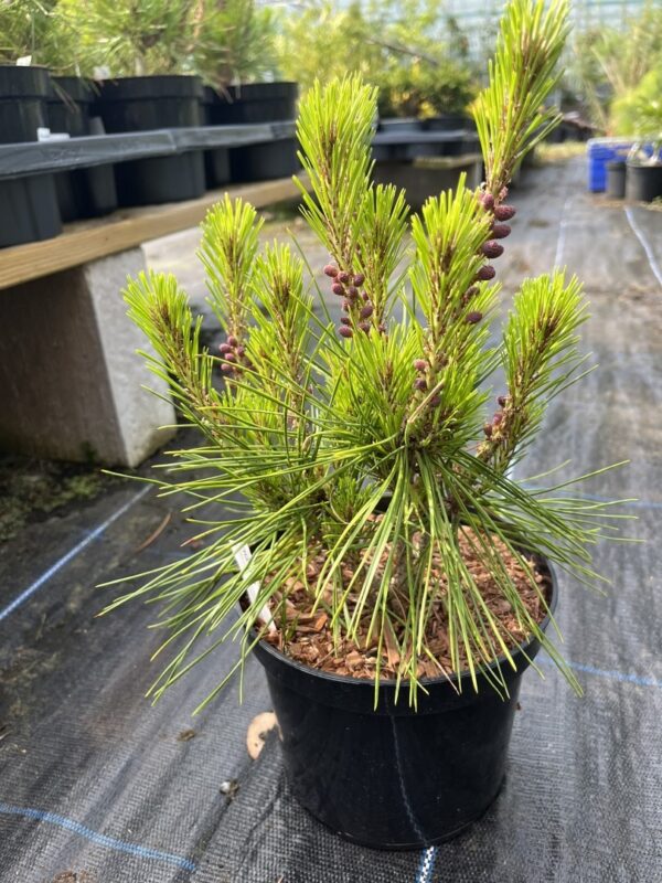 Pinus densiflora - Japanese Red Pine 'Haybud' 20/40cm (2L)