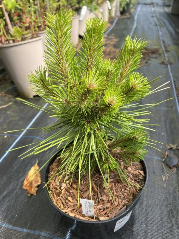 Pinus densiflora - Japanese Red Pine 'Haybud' 20/40cm (2L)