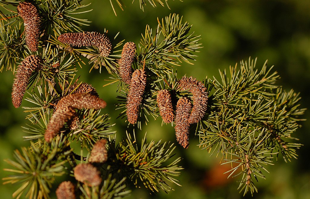 thumbnail image 2 of Cedrus Atlantica 'Blue Cascade' Atlas Cedar | Garden Center Marketing 2 of 11