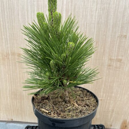 Japanese Black Pine 'Thunderhead' Tree Pinus thunbergii