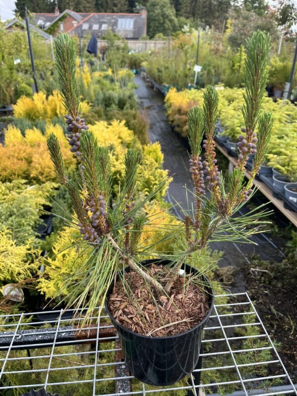 Pinus densiflora - Japanese red pine 'Alice Verkade' 40/60cm (2L)