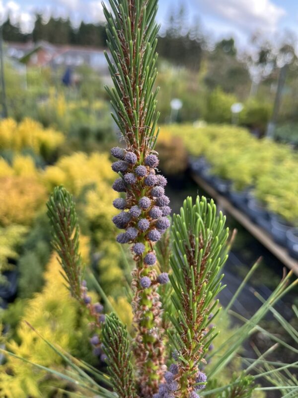 Pinus densiflora - Japanese red pine 'Alice Verkade' 40/60cm (2L)
