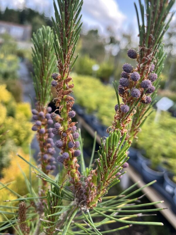 Pinus densiflora - Japanese red pine 'Alice Verkade' 40/60cm (2L)