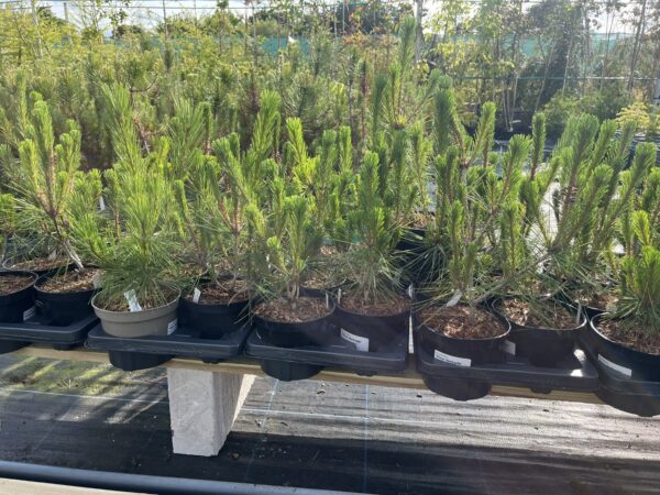 Pinus densiflora - Japanese red pine 'Alice Verkade' 40/60cm (2L)
