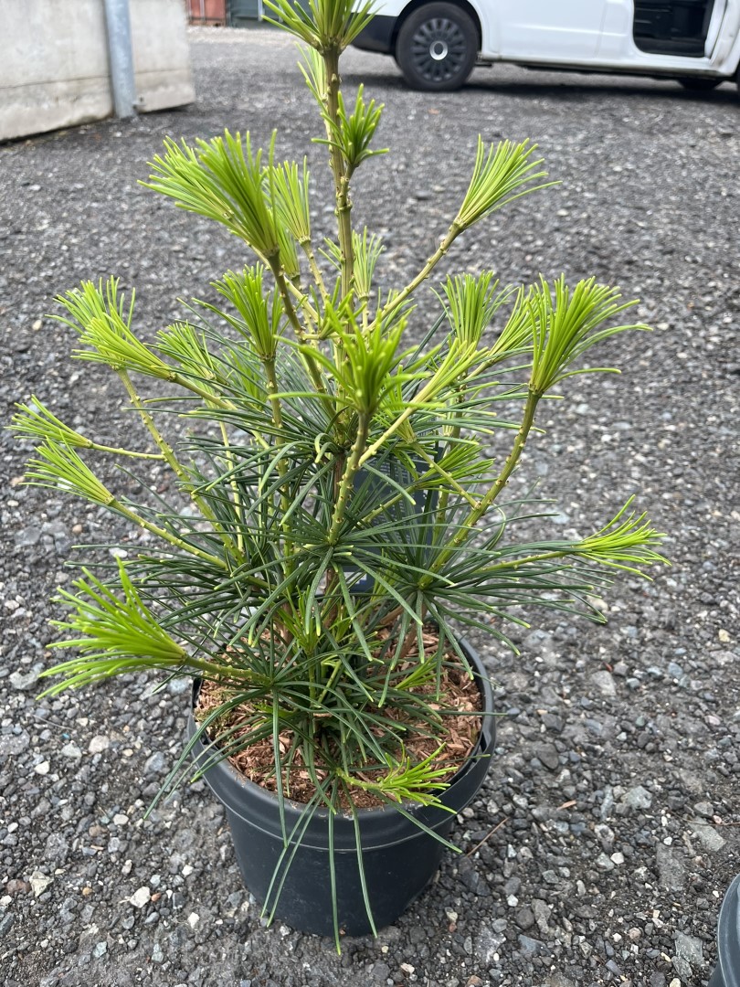 Sciadopitys verticillata - Umbrella Pine 40/60cm (3L)