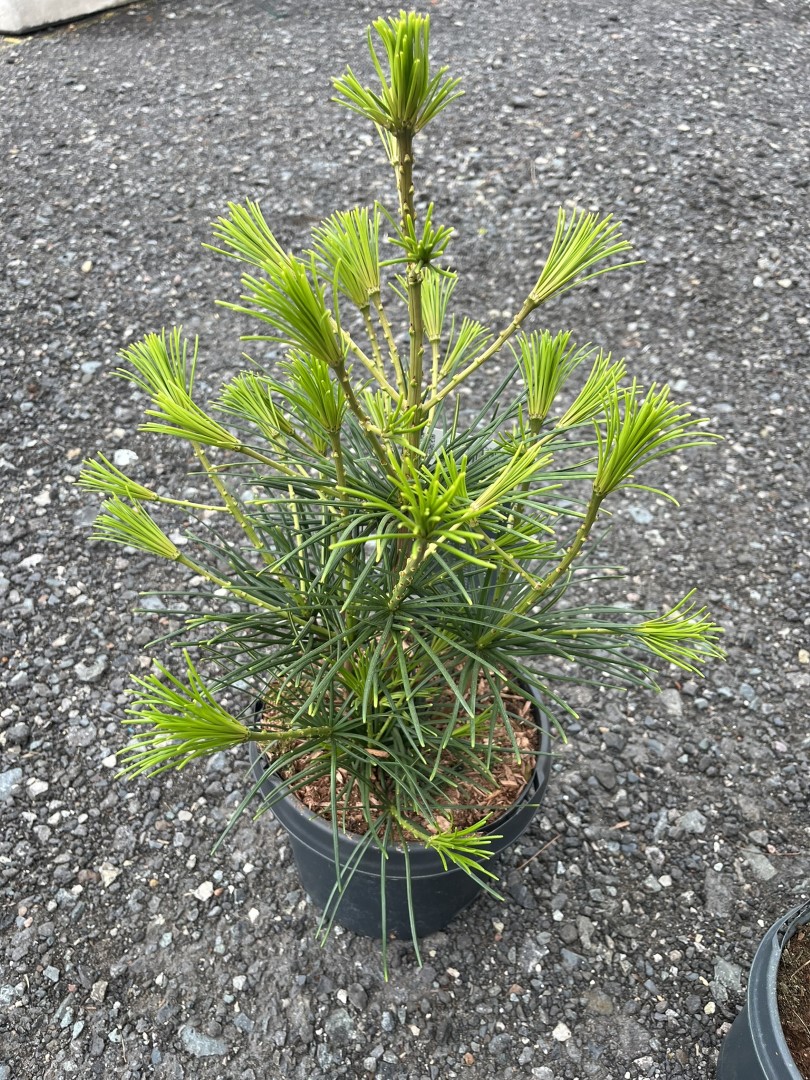 Sciadopitys verticillata - Umbrella Pine 40/60cm (3L)