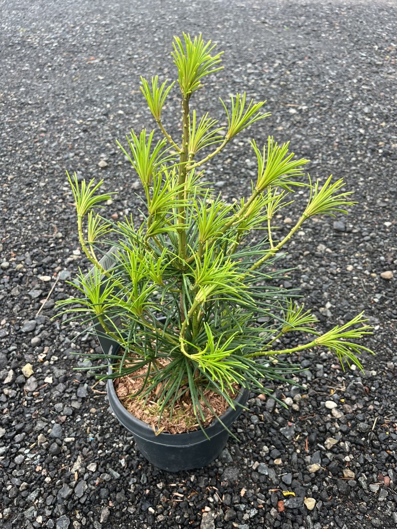 Sciadopitys verticillata - Umbrella Pine 40/60cm (3L)