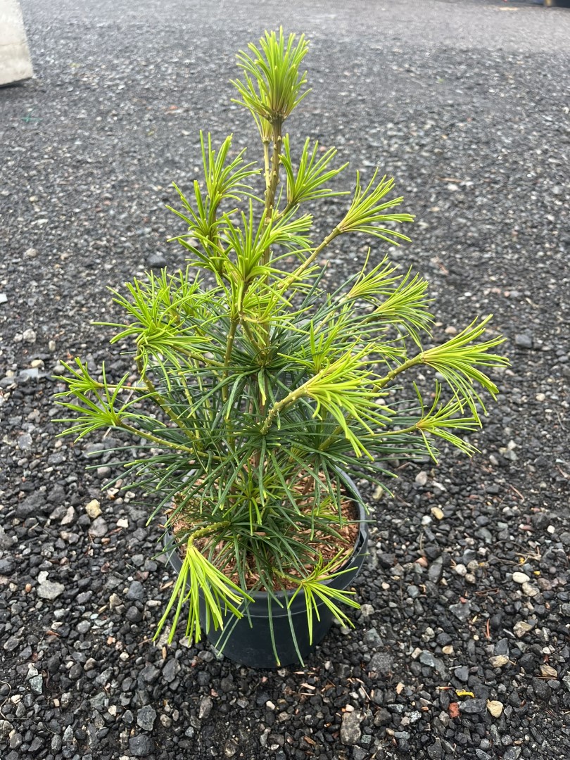 Sciadopitys verticillata - Umbrella Pine 40/60cm (3L)